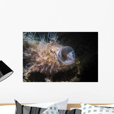 Striated Hairy Frogfish Yawning Wall Decal shown on a wall