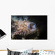 Striated Hairy Frogfish Yawning Wall Decal