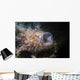 Striated Hairy Frogfish Yawning Wall Decal