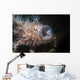 Striated Hairy Frogfish Yawning Wall Decal