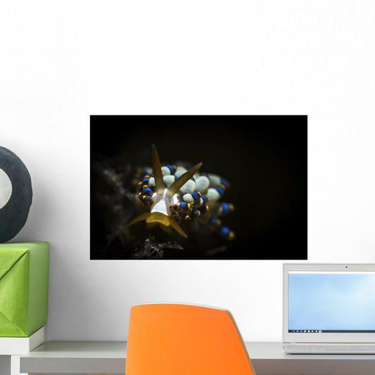 Cuthona Species Nudibranch Anilao Wall Decal