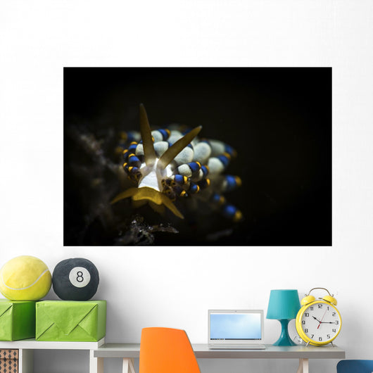 Cuthona Species Nudibranch Anilao Wall Decal
