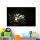 Cuthona Species Nudibranch Anilao Wall Decal