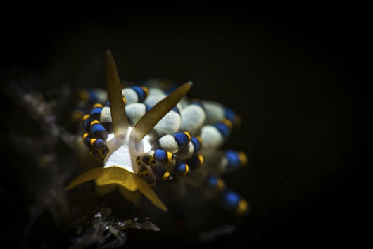 Cuthona Species Nudibranch Anilao Wall Decal