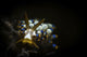 Cuthona Species Nudibranch Anilao Wall Decal