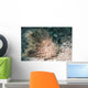 Hairy Frogfish Anilao Philippines Wall Decal