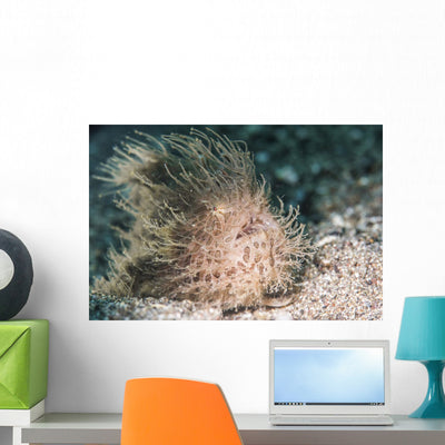 Hairy Frogfish Anilao Philippines Wall Decal shown on a wall