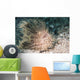 Hairy Frogfish Anilao Philippines Wall Decal