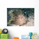 Hairy Frogfish Anilao Philippines Wall Decal