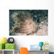 Hairy Frogfish Anilao Philippines Wall Decal