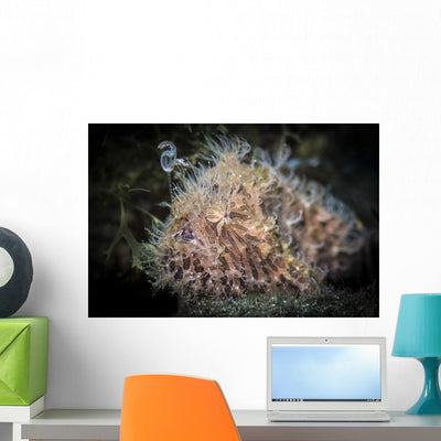 Hairy Frogfish Dangles Its Wall Decal shown on a wall