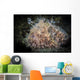 Hairy Frogfish Dangles Its Wall Decal