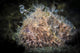 Hairy Frogfish Dangles Its Wall Decal