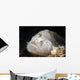 Tiny White Hairy Frogfish Wall Decal
