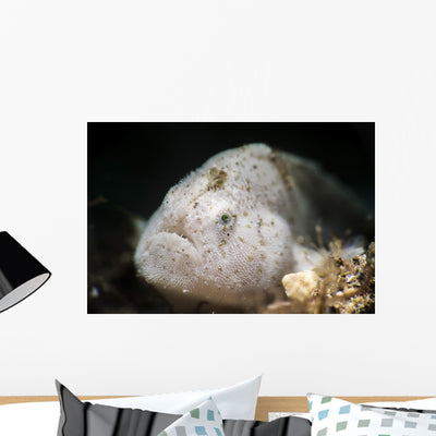 Tiny White Hairy Frogfish Wall Decal shown on a wall