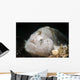 Tiny White Hairy Frogfish Wall Decal