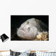 Tiny White Hairy Frogfish Wall Decal