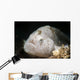 Tiny White Hairy Frogfish Wall Decal