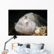Tiny White Hairy Frogfish Wall Decal
