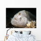 Tiny White Hairy Frogfish Wall Decal
