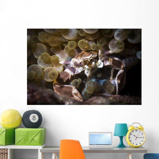 Porcelain Crab Catching Tiny Wall Decal
