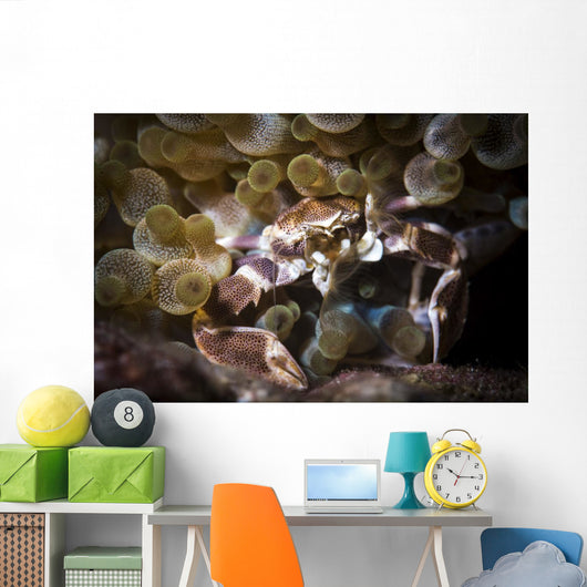 Porcelain Crab Catching Tiny Wall Decal