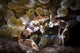 Porcelain Crab Catching Tiny Wall Decal