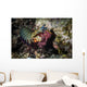 Peacock Mantis Shrimp Gathers Wall Decal