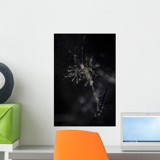 Skeleton Shrimp Vertical Wall Decal