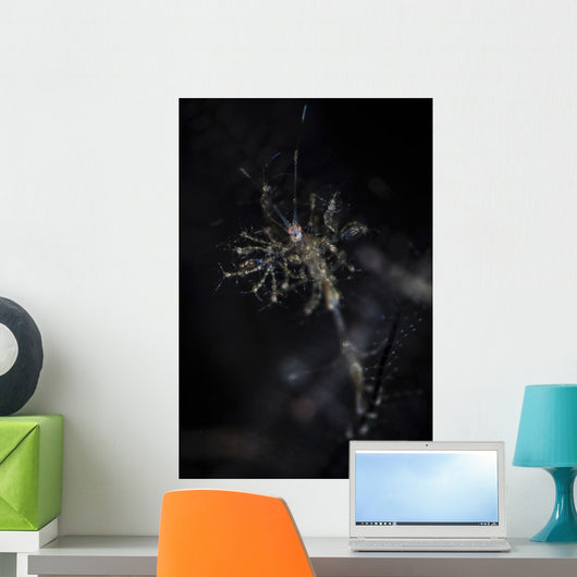 Skeleton Shrimp Vertical Wall Decal