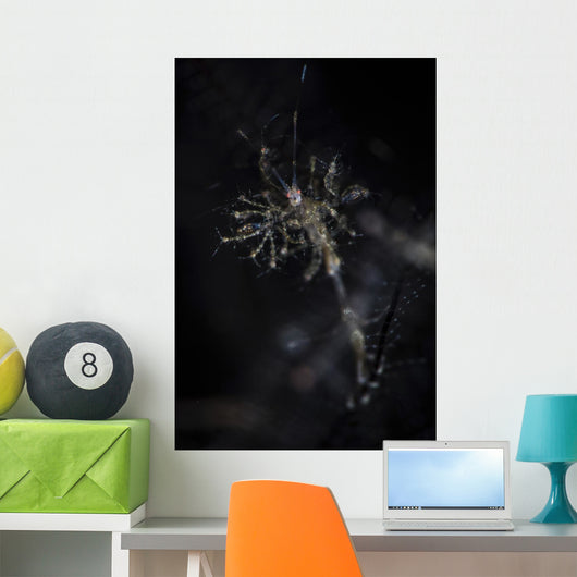 Skeleton Shrimp Vertical Wall Decal