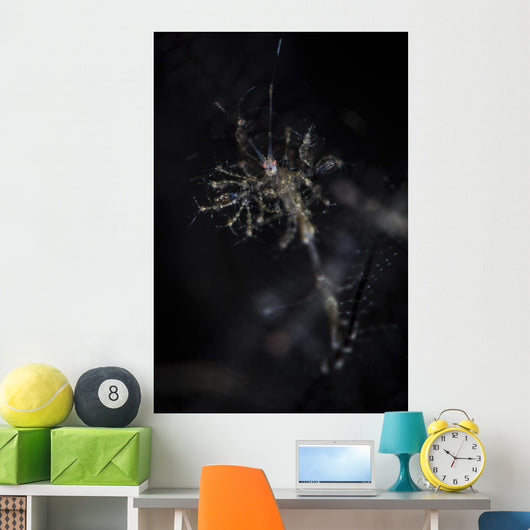 Skeleton Shrimp Vertical Wall Decal