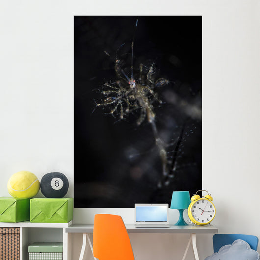 Skeleton Shrimp Vertical Wall Decal