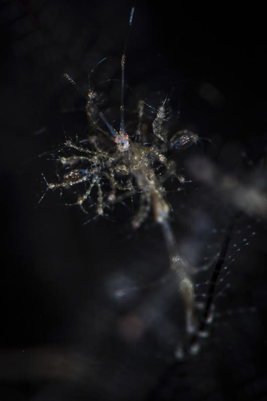 Skeleton Shrimp Vertical Wall Decal