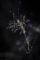Skeleton Shrimp Vertical Wall Decal