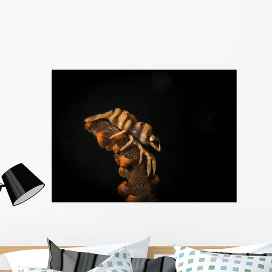 Whip Coral Shrimp Crawls Wall Decal