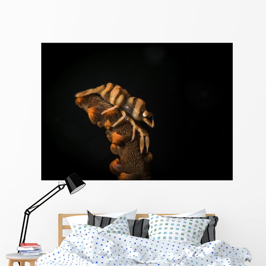 Whip Coral Shrimp Crawls Wall Decal