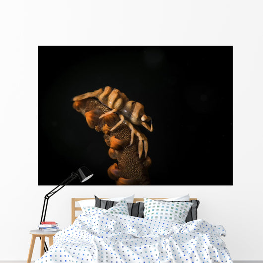 Whip Coral Shrimp Crawls Wall Decal