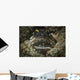 Jawfish Broods Eggs Its Wall Decal