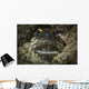 Jawfish Broods Eggs Its Wall Decal