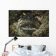 Jawfish Broods Eggs Its Wall Decal
