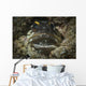 Jawfish Broods Eggs Its Wall Decal