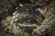 Jawfish Broods Eggs Its Wall Decal