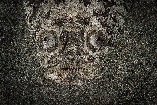 Stargazer Hides under Sand Wall Decal