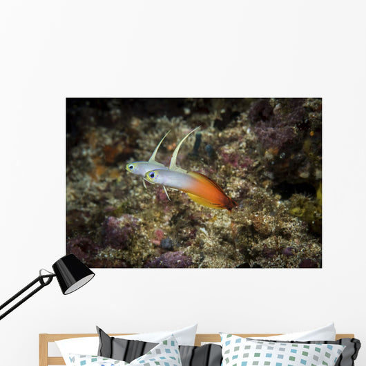 Fire Darts Hover above Wall Decal