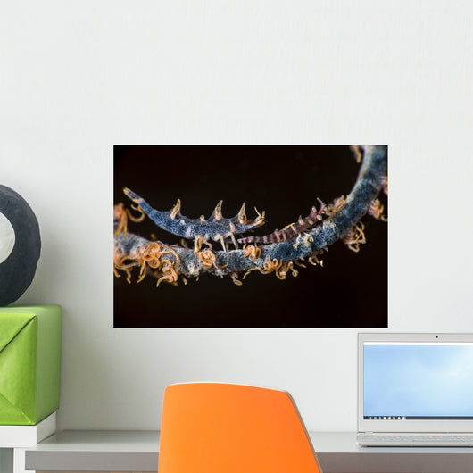 Two Shrimp Whip Coral Wall Decal