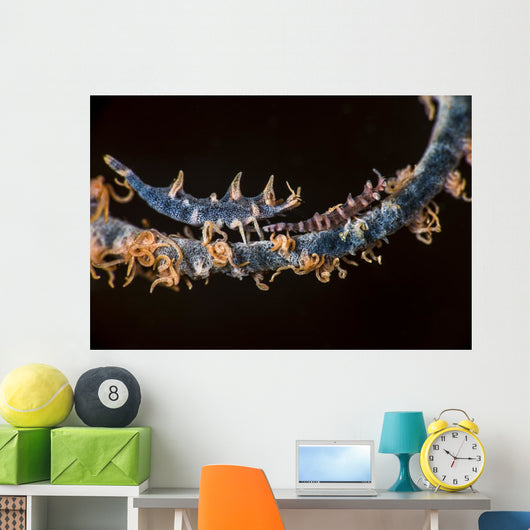 Two Shrimp Whip Coral Wall Decal