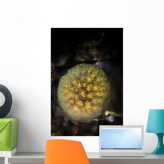 Colony Tunicates Cluster to Wall Decal