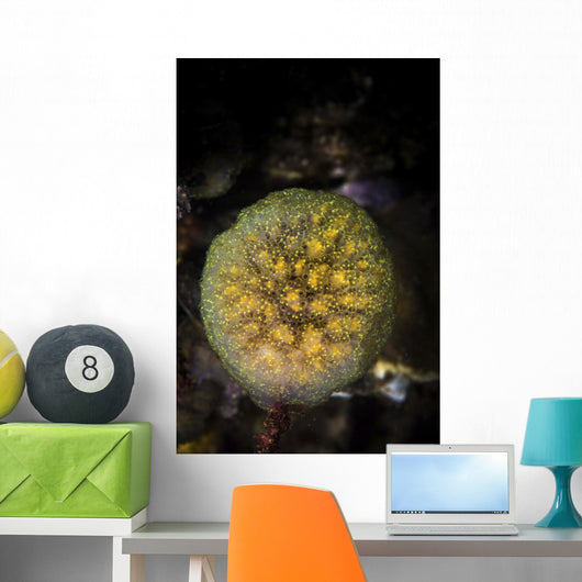 Colony Tunicates Cluster to Wall Decal