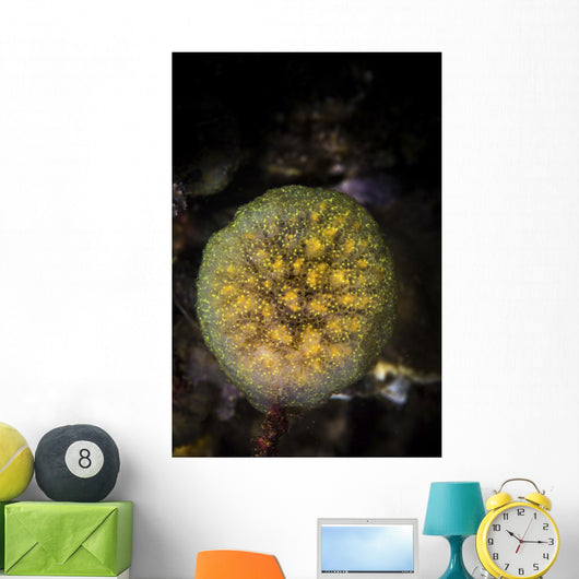 Colony Tunicates Cluster to Wall Decal